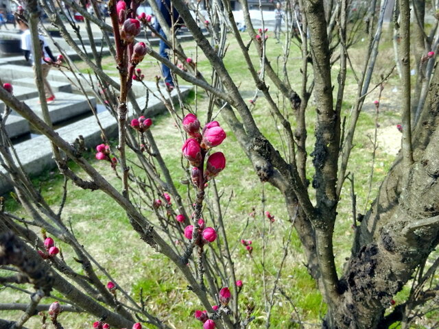 Prunus persica 'Fastigiata'