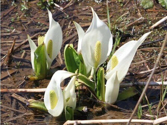 ミズバショウ Lysichiton Camtschatcense かぎけん花図鑑