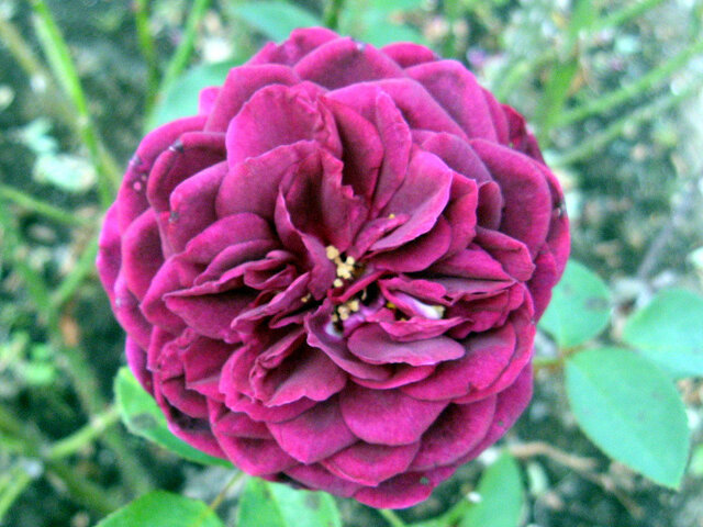 Rose 'Prince' 