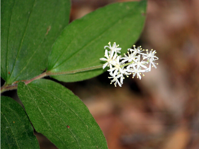 Maianthemum japonicum