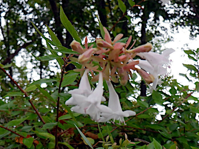 Abelia grandiflora