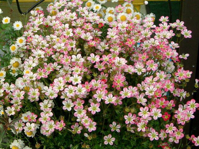 Saxifraga Mossy