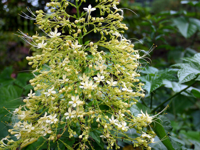 Crelodendrum paniculatsum 'Alba'