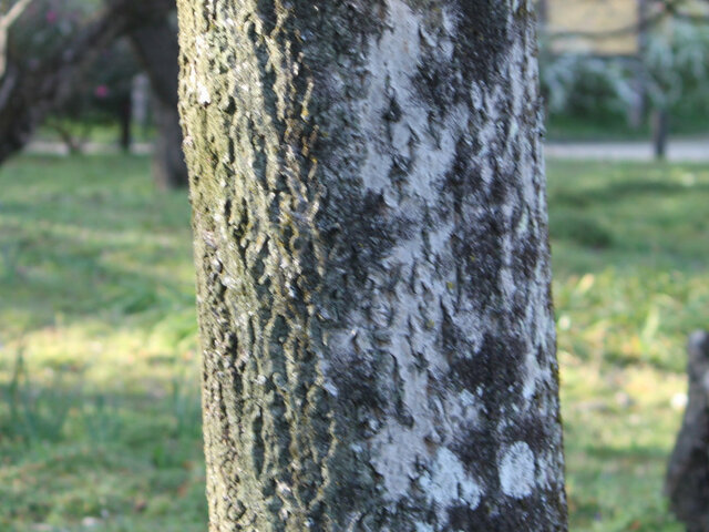 キハダ | Phellodendron amurense | かぎけん花図鑑