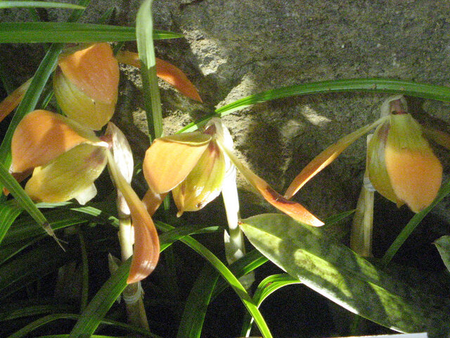 Vanda falcata