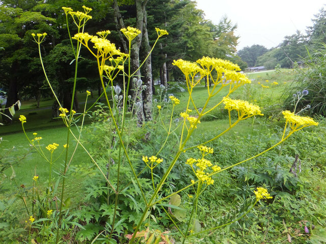 誕生花 8月16日 唐糸草 女郎花 科技研花图画书