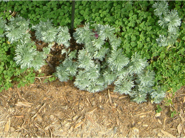 Artemisia schmidtiana