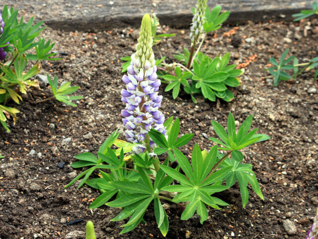 Garden lupin