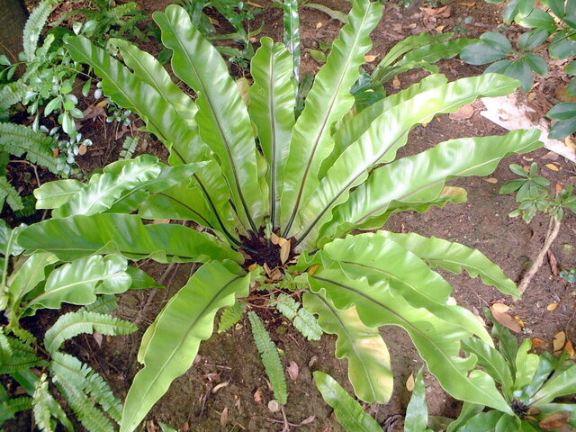 Asplenium antiquum