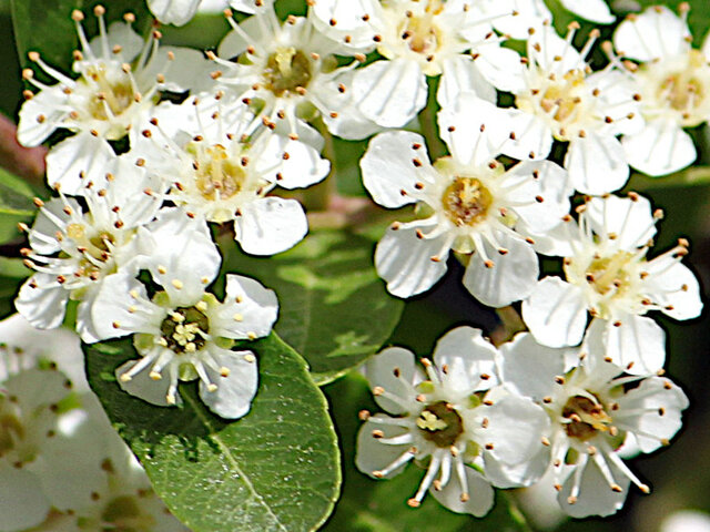 Pyracantha