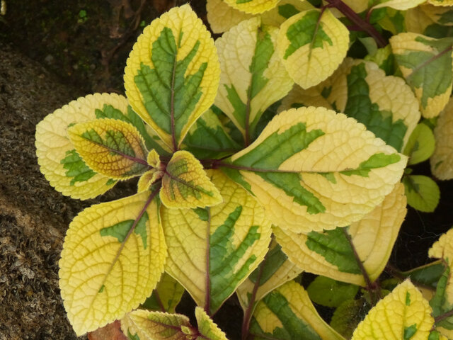 Plectranthus discolor 