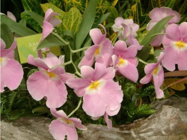 堇花兰 Miltonia 科技研花图画书