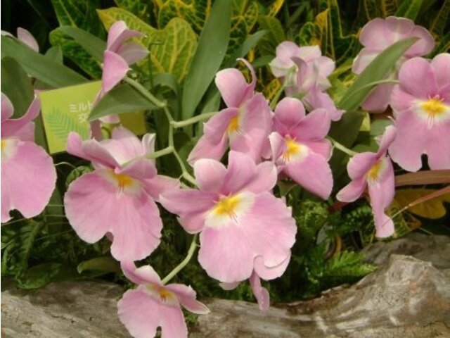 Miltonia