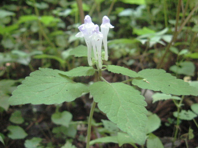 Scutellaria brachyspica