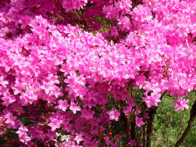 Rhododendron mikawanum