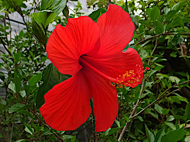 Hibiscus 