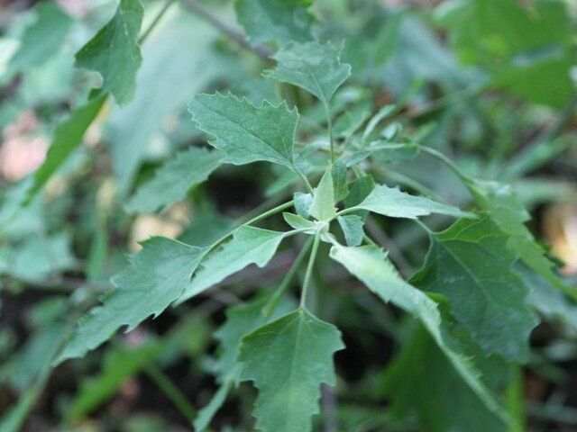 White goosefoot