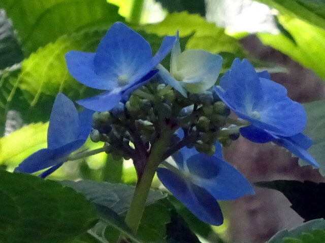 ブルースカイ額紫陽花