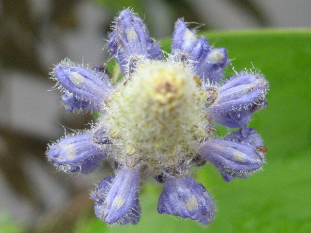 10月の青と紫色の花 かぎけん花図鑑