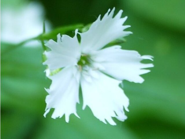 剪秋罗 Lychnis Gracillima 科技研花图画书