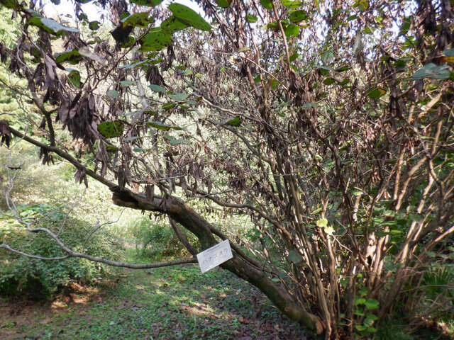 Cercis chinensis