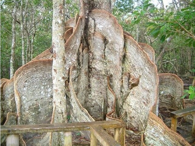 サキシマスオウノキ