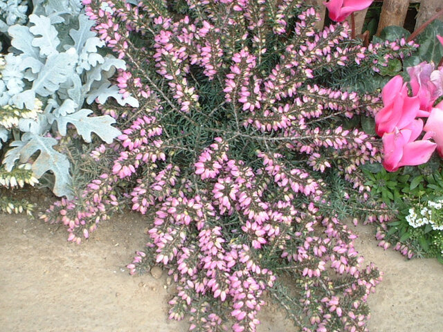 Erica darleyensis