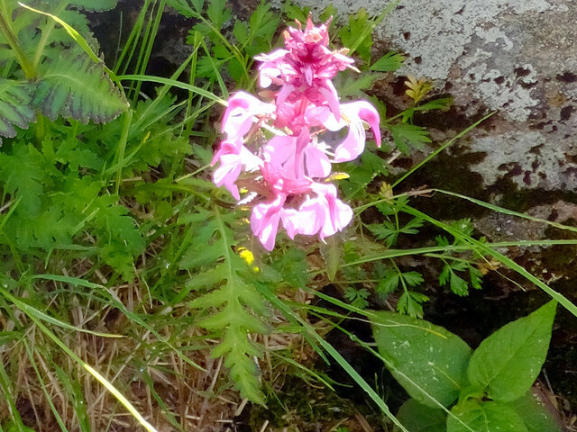 Whorled lousewort