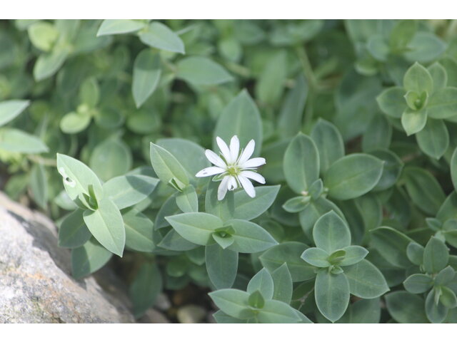 Circumpolar starwort