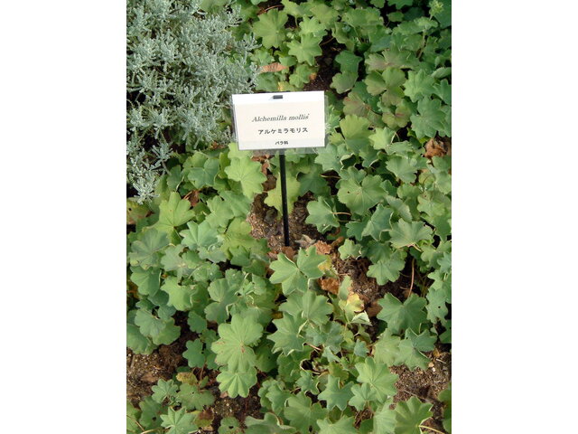 Alchemilla molis