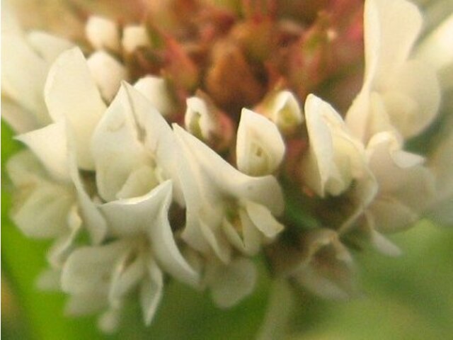 Trifolium repens