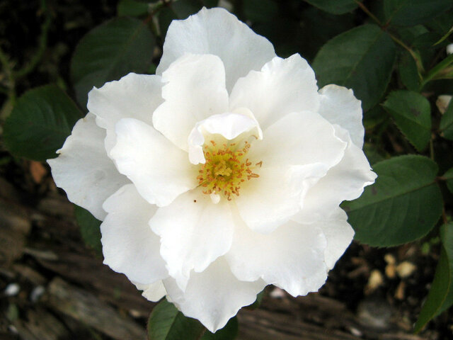 薔薇 'Princess of Wales'のブログ