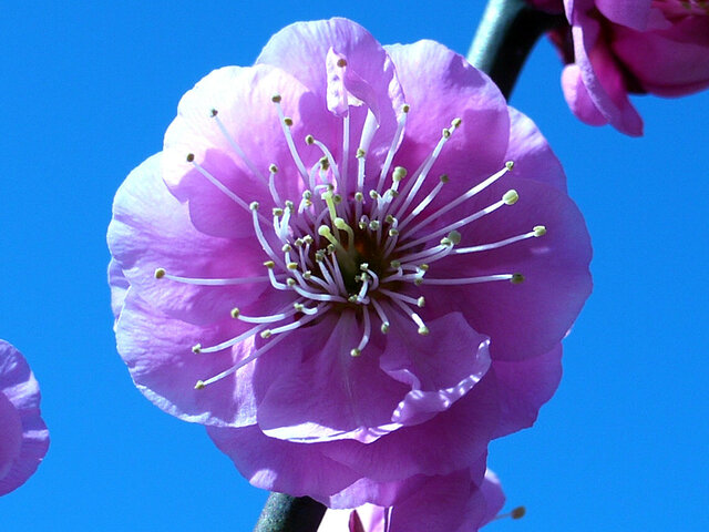 Prunus mume 'Mikaikou'