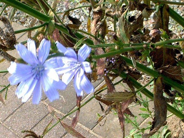 9月の青い花