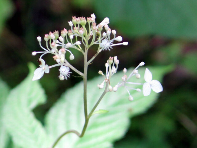 Cardiandra alternifolia