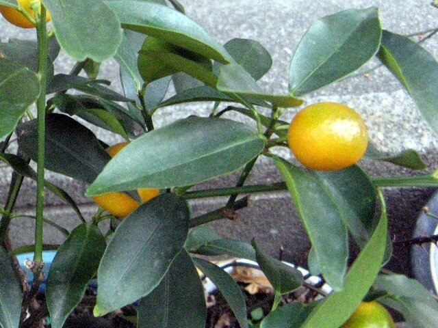 Kumquat