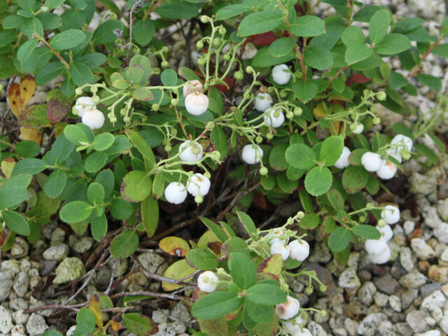 Gaultheria pyroloide