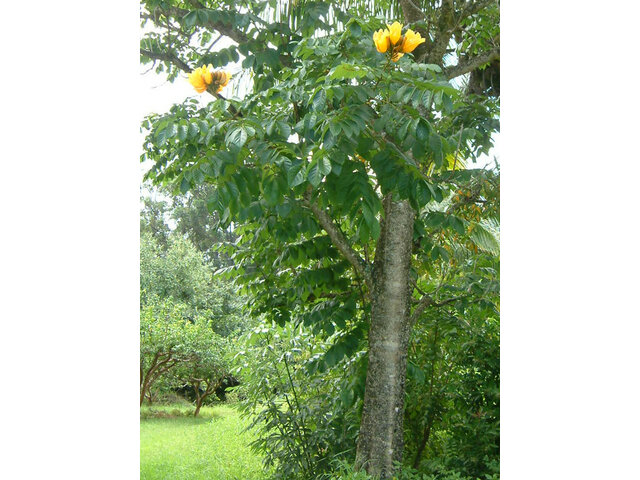 Yellow African Tulip Tree