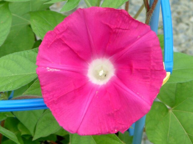 September pink-colored flowers