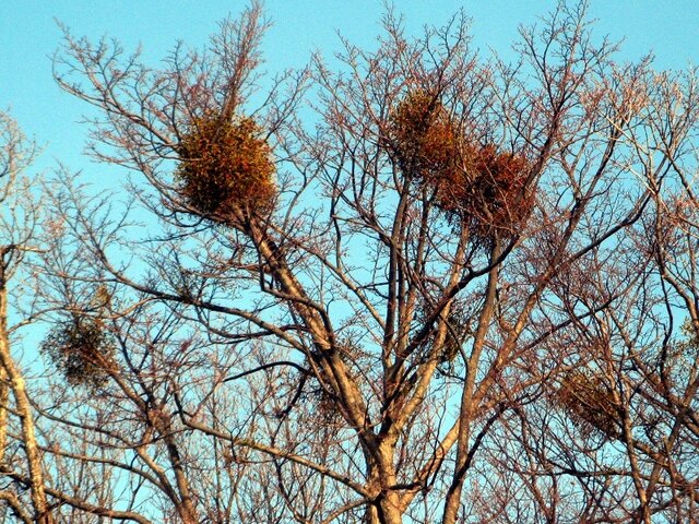 2月24日の誕生花 宿り木 科技研花图画书