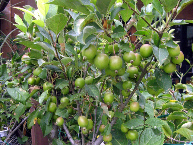 Malus prunifolia