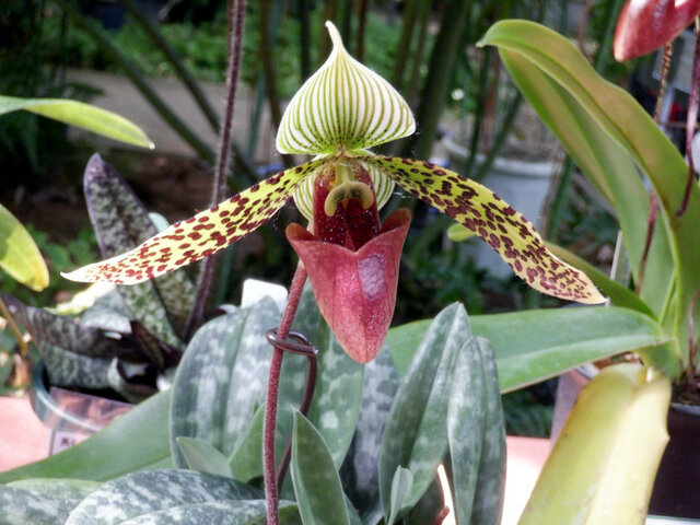 つく5 パフィオペディルム 'サクハクリ'（Paphiopedilum 'sukhakulii'）