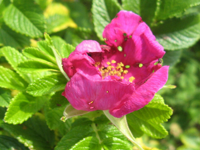 Rosa rugosa