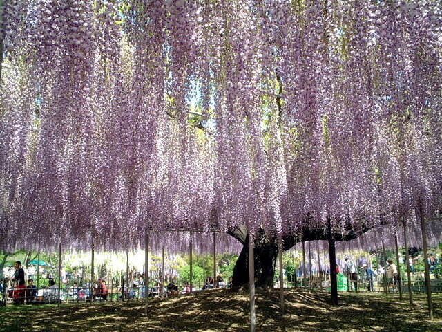 4月5日の誕生花 藤 勿忘草 無花果 大アラセイトウ 科技研花图画书