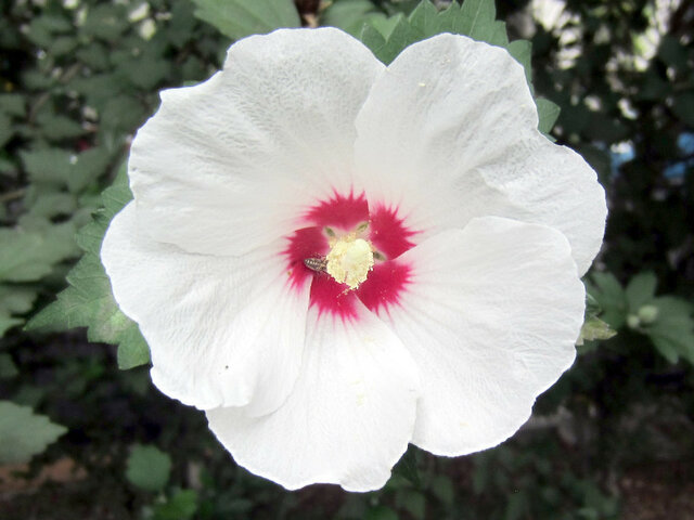 Hibiscus syriacus