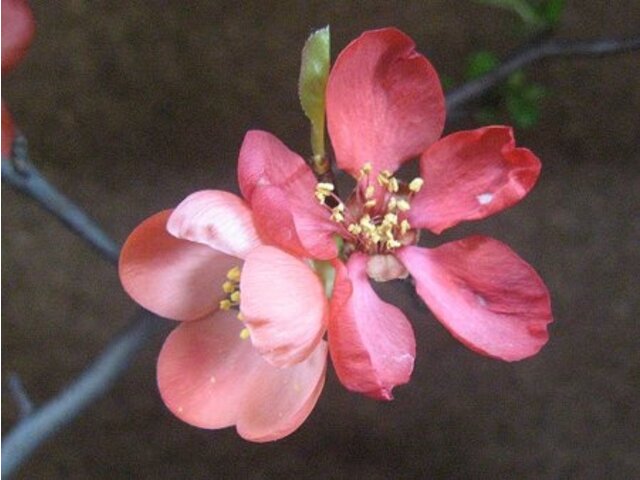 ボケ Chaenomeles Speciosa かぎけん花図鑑