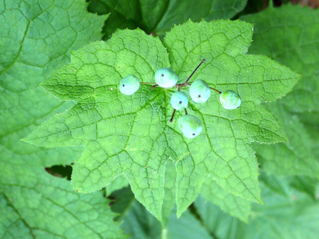 Diphylleia grayi