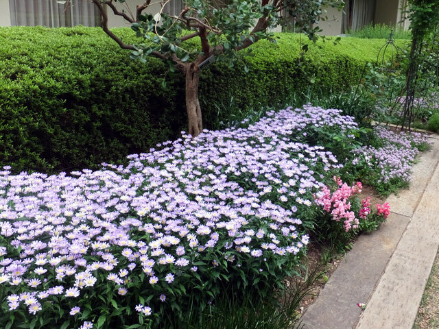 6月23日の誕生花 立葵 都忘 科技研花图画书