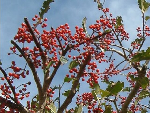 Ilex Rotunda 