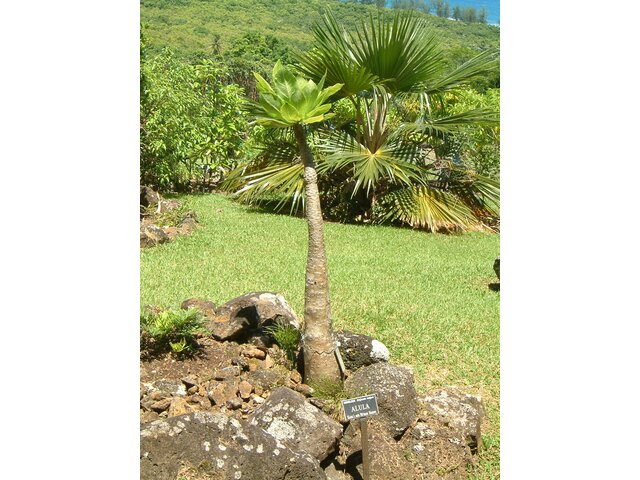 Brighamia insignis